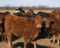 May 14, 2012 Livestock Market Report