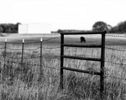 May 21, 2012 Livestock Market Report