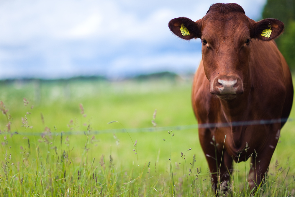 Livestock Sales – Union Commission Co., Inc. at Hondo Livestock Auction