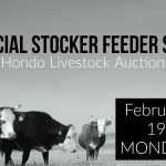 Hondo livestock sepcial stocker feeder sale
