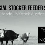 hondo livestock special stocker feeder sale