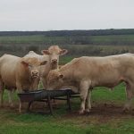 Ray Fritze Bulls, Hondo Livestock Auction