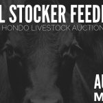 hondo-livestock-auction-special-stocker-feeder-sale
