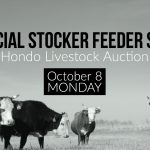 Texas Cattle, Hondo Livestock Auction, Special Sale