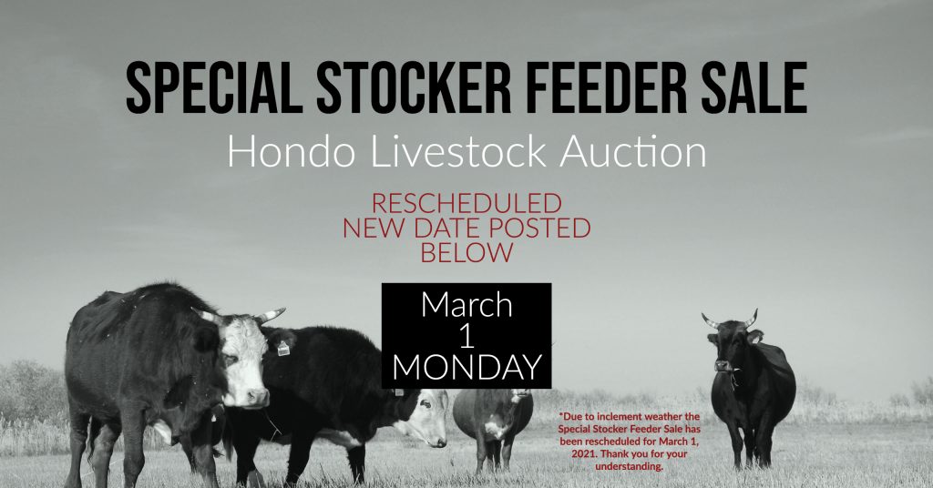 Special Livestock Sale, Cattle Auction, Hondo Livestock