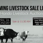 Hondo Livestock Auction, cattle listing